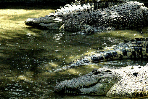 Teluk Sengat Crocodile Farm, Johor, Malaysia